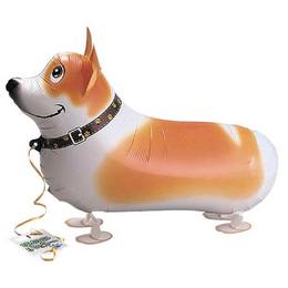 Chodiaci balón pes Welsh Corgi 